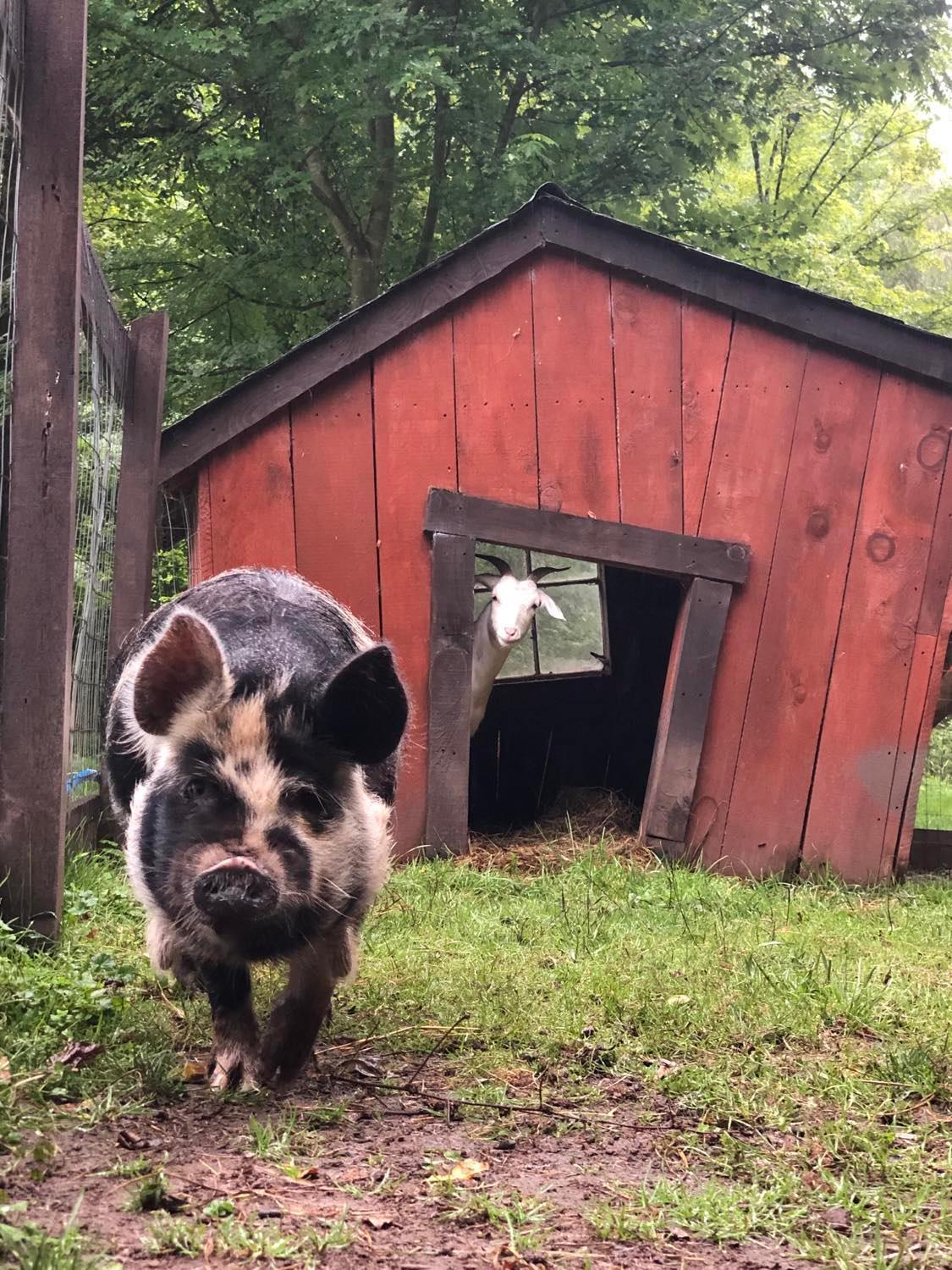 The Renovated Barn At Seneca Rocks Villa Exterior foto